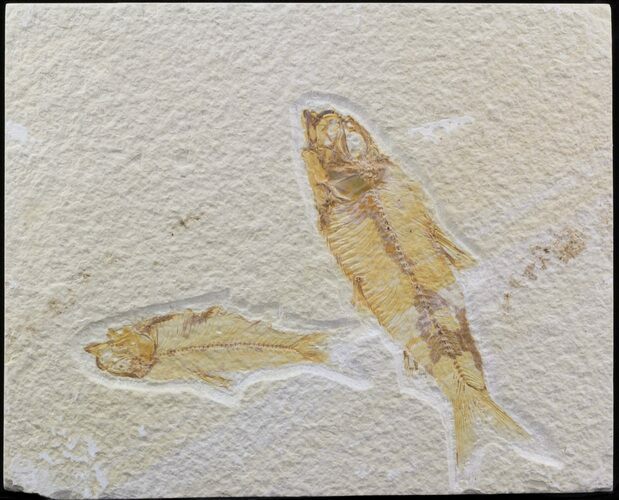 Bargain Knightia Fossil Fish Pair - Wyoming #39432